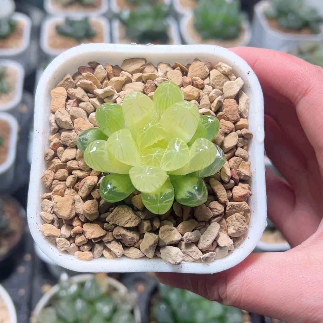 琥珀玉露多肉植物