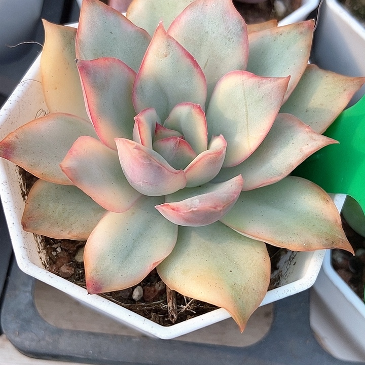 多肉植物月光女神锦927多肉