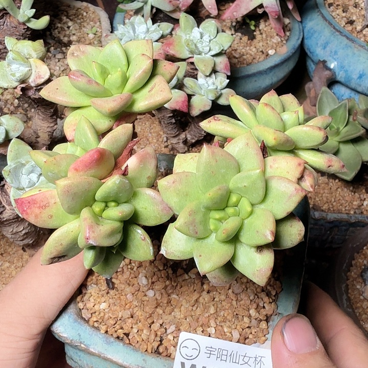 2088青钢苹果叶多肉