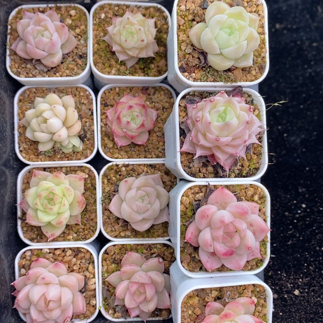 2-241 新疆西藏内蒙不发其他一单包邮两到三公分多肉