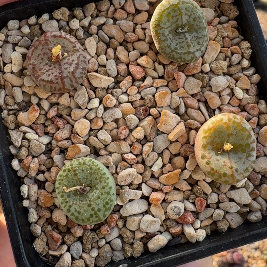 云缦精品番杏5.22 火龙果安贞