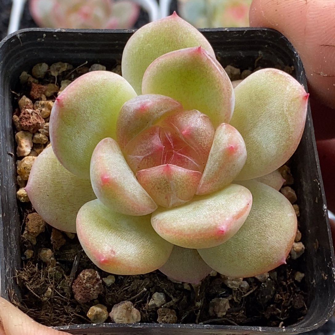 天官赐福百无禁忌