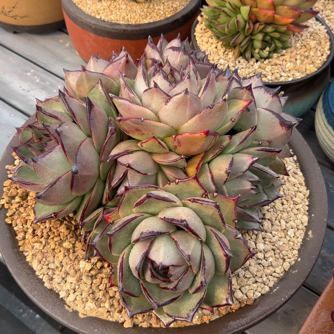 多肉一物一拍0214-巨人王母本