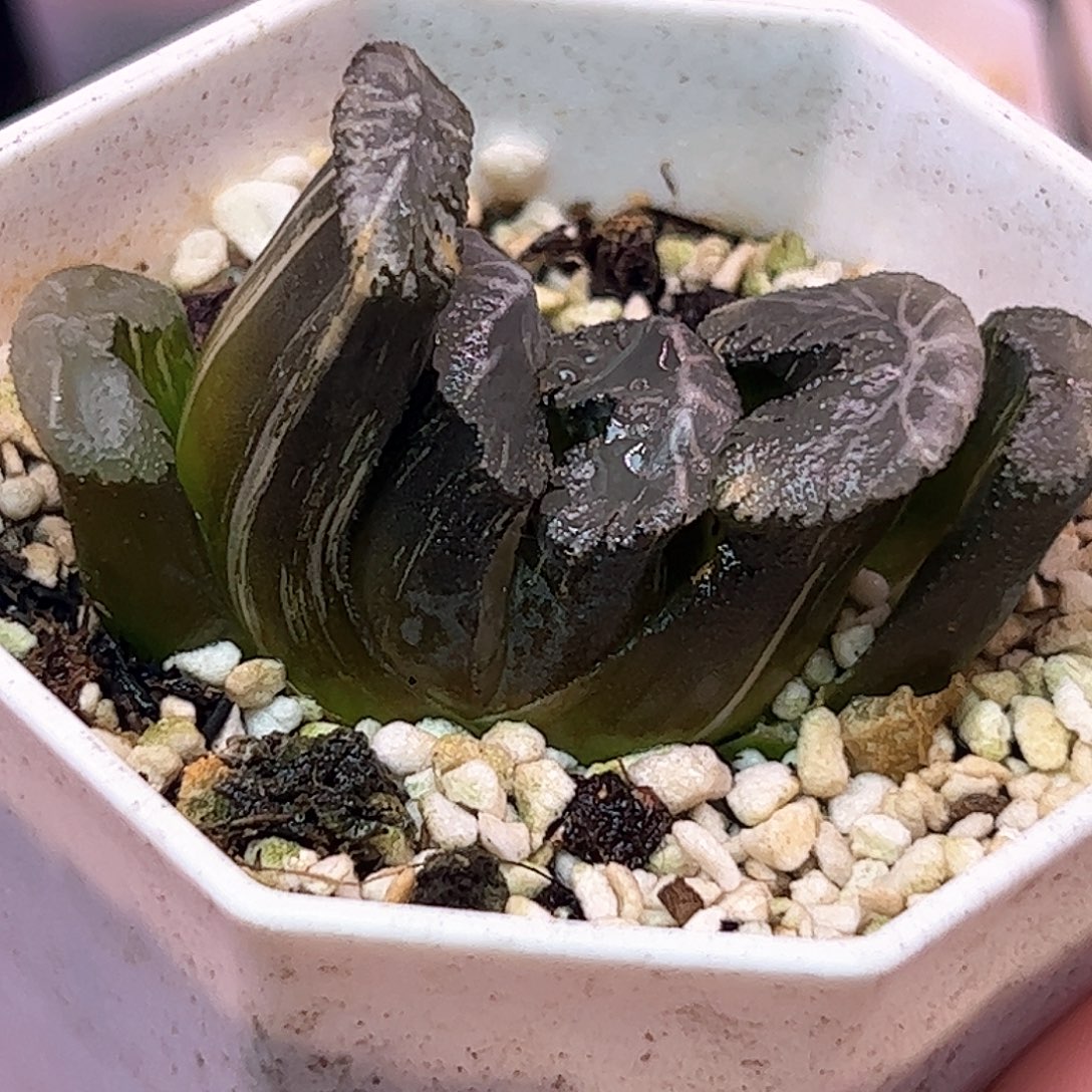 火山锦十二卷多肉植物