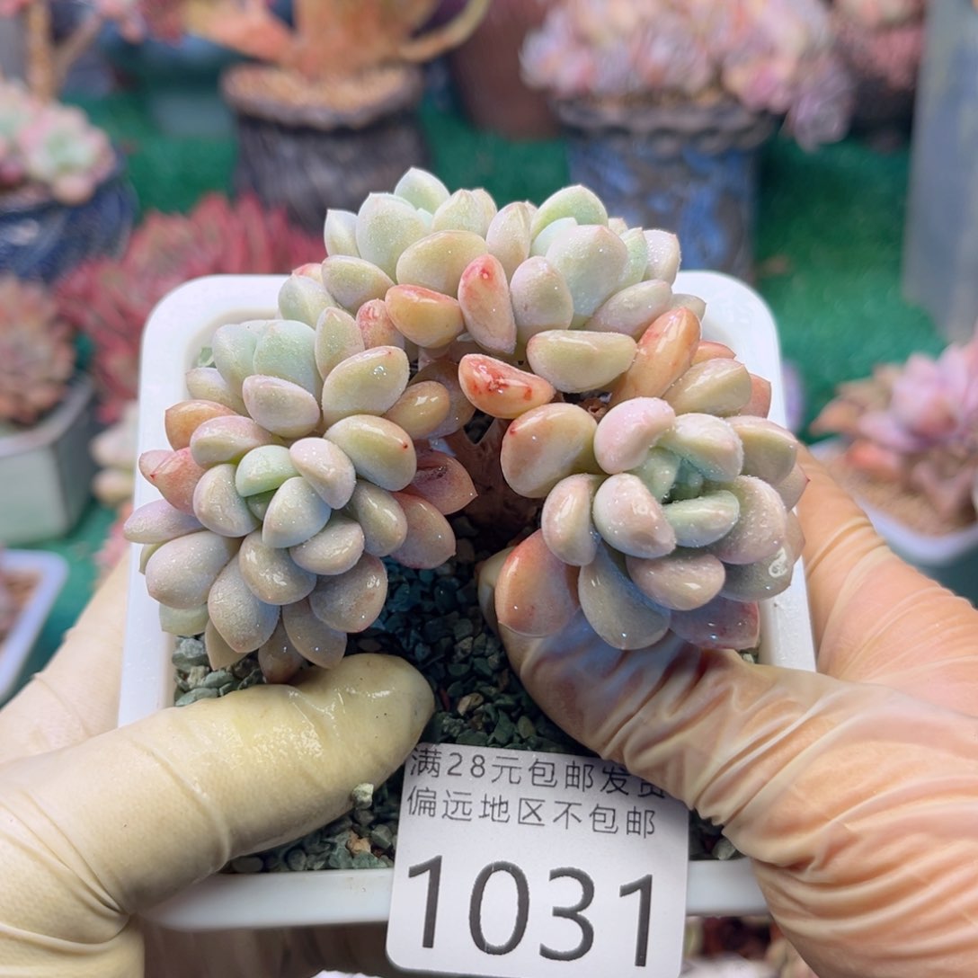 大1031）xb xb x b vb n