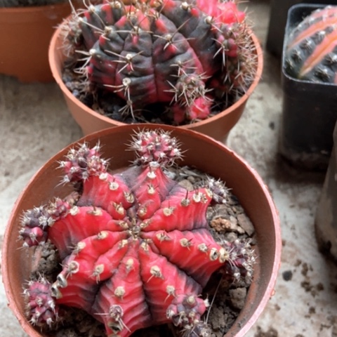 两盆牡丹锦仙人球15米香入味