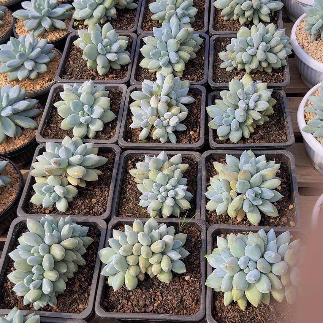 哥特萝莉多肉一物一拍