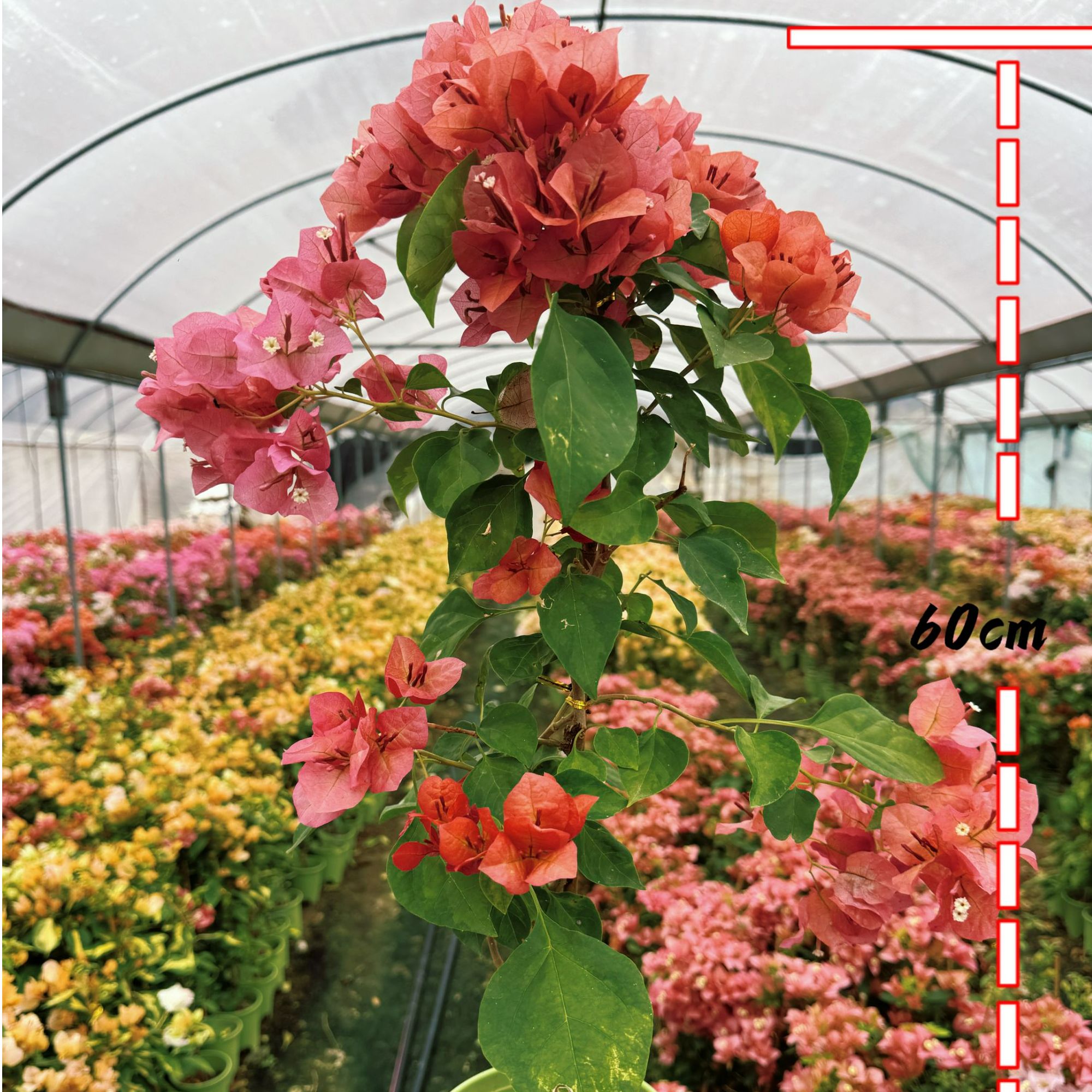 【日落】0.5加仑原盆带花四季勤花爬藤三角梅