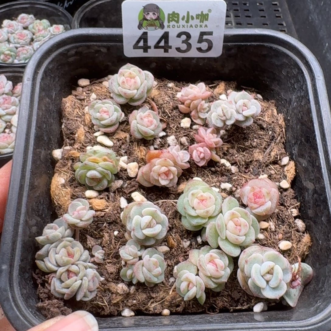 泡***x多肉植物多肉植物