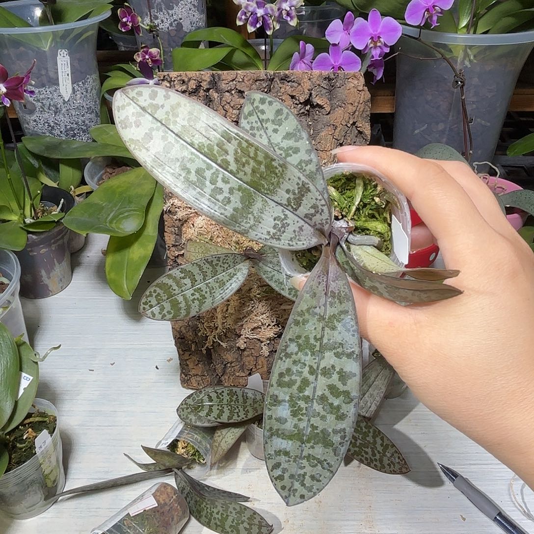 水***头当前无花栽培后可以开花黑叶脉纹