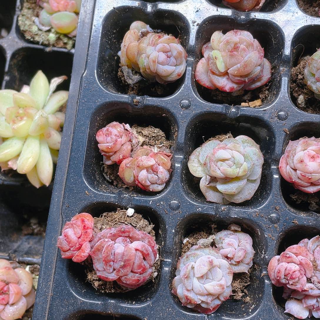 落花石化穴一个满25包邮