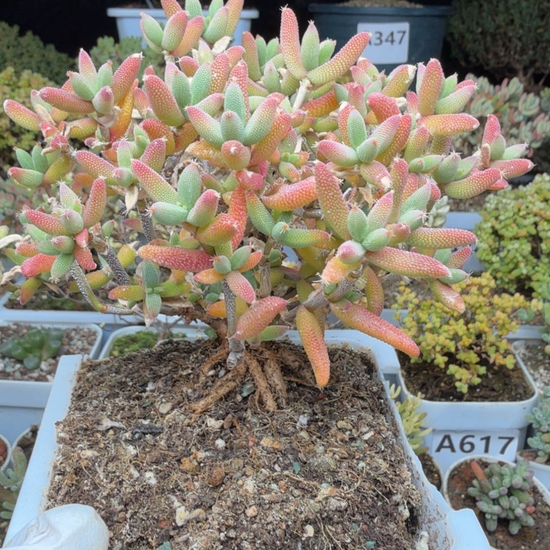 A706玉米枝干一物一拍