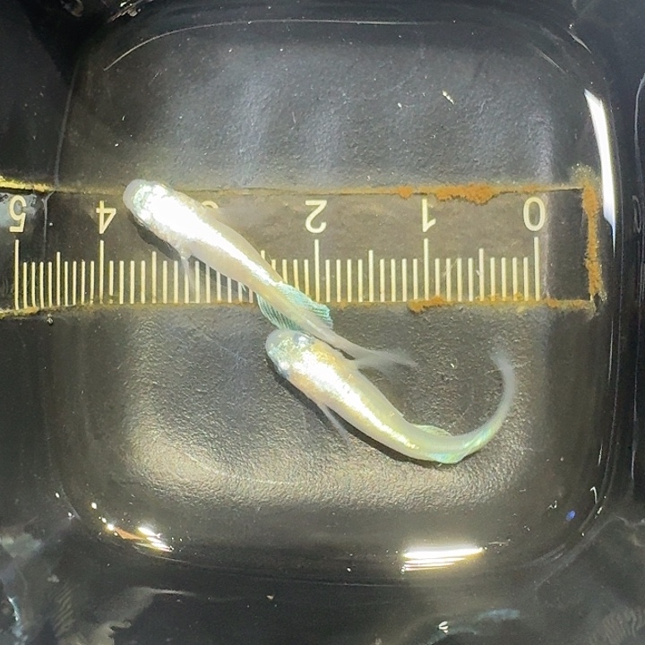 青鳉鱼48号拍品长鳍粉蝶