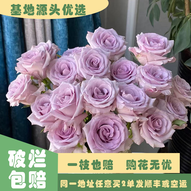 【基地源头优选】 海洋之歌玫瑰     任意两单发顺丰或空运