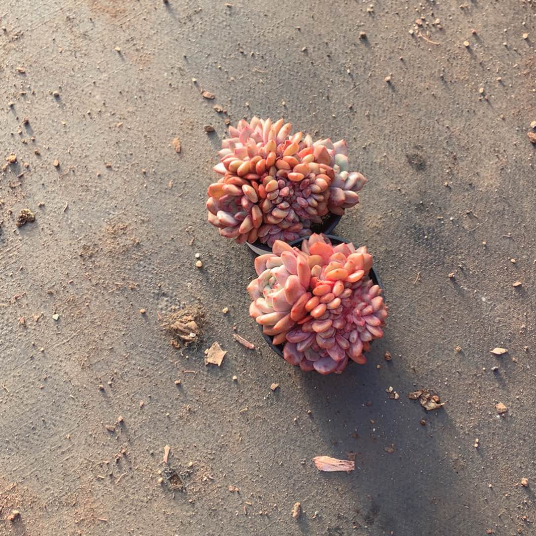 多肉葡萄等已成气候且四季