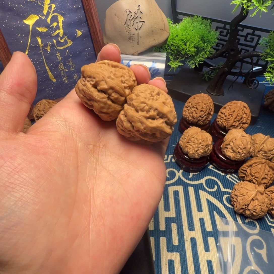35尺白茬蛤蟆头核桃