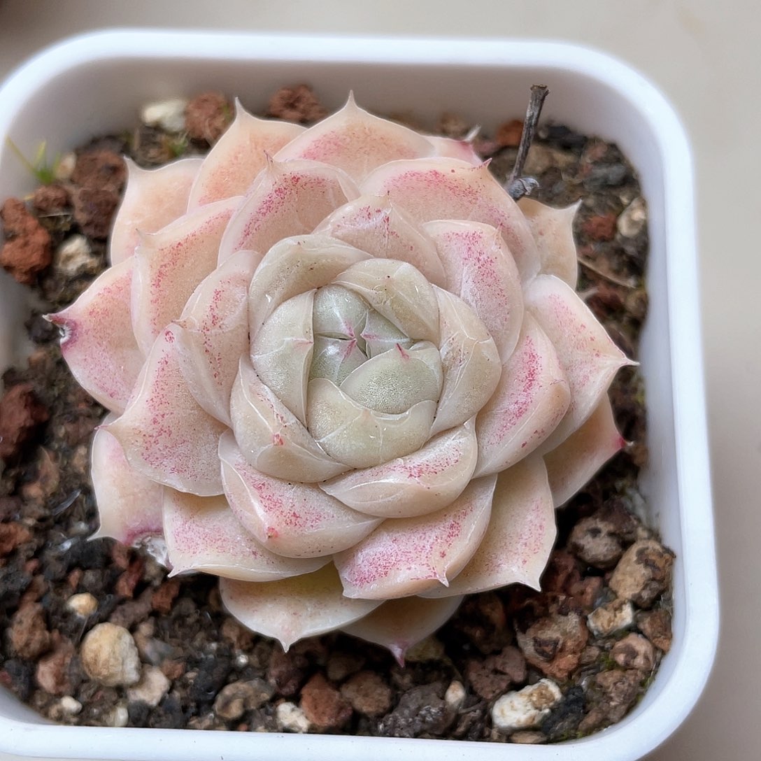 优选女王77号8829