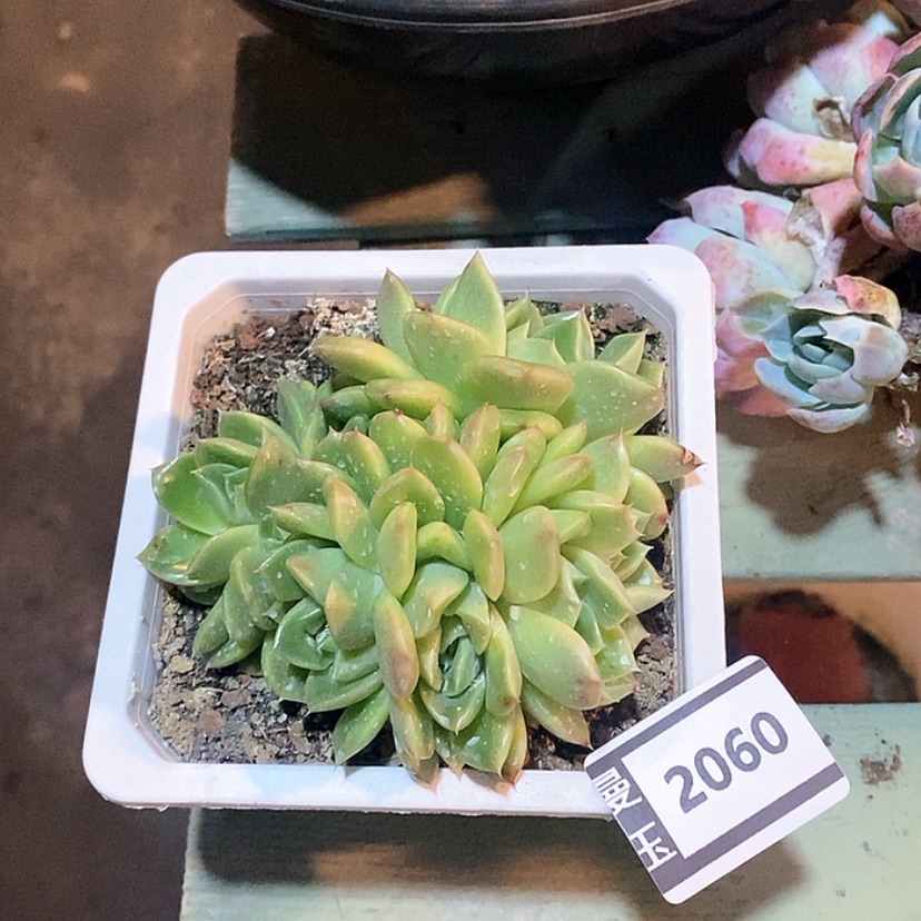 【闪购商品】麦秆朵朵缀2060