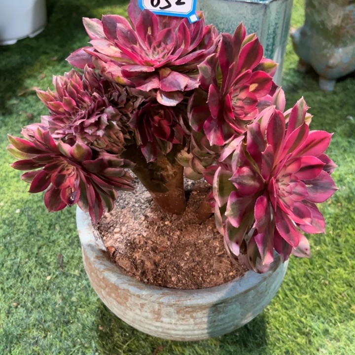 璐***萌852倾城缀化法师一颗