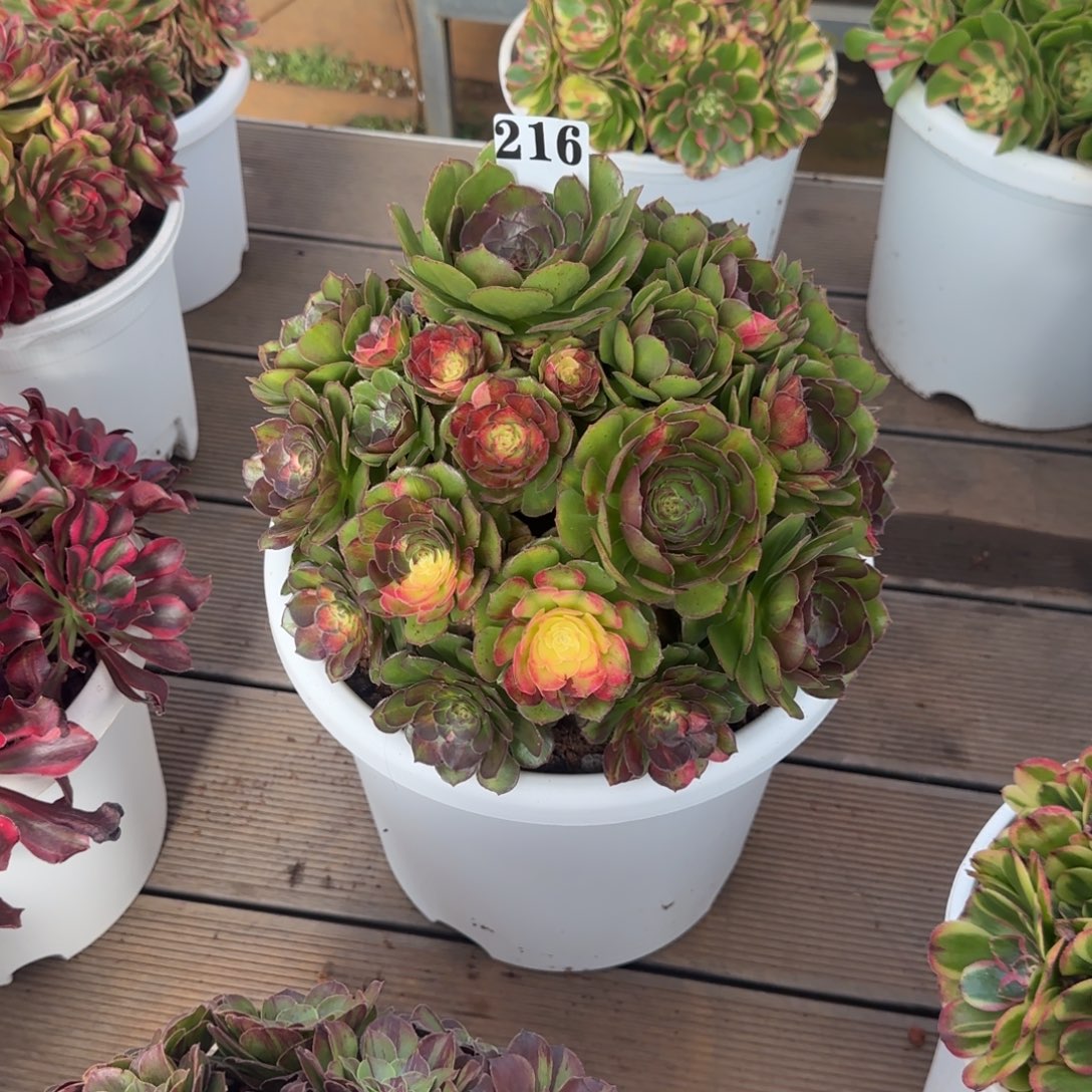 王***琴216海王七彩脱土发货