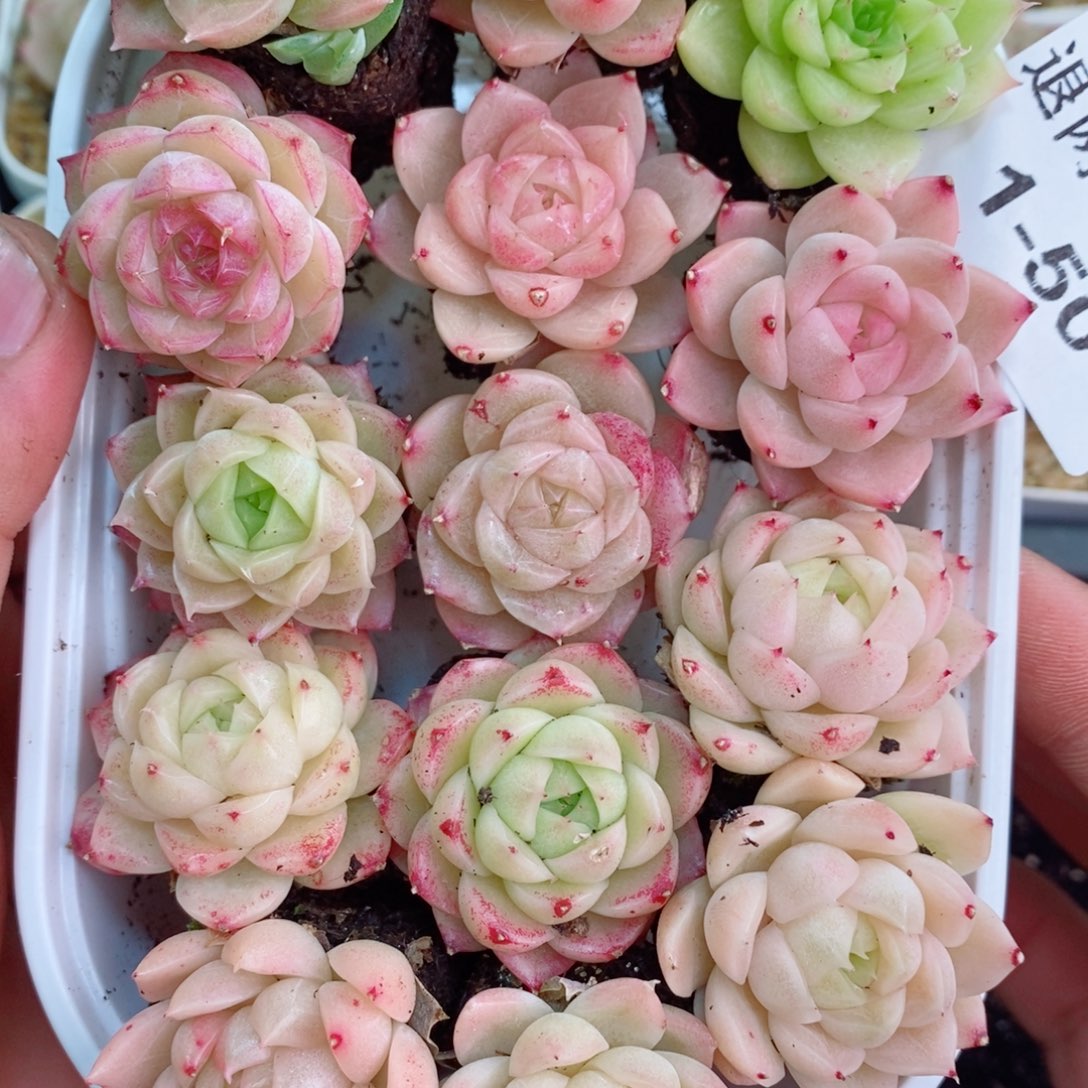 1-50 新疆西藏内蒙不发12.8包邮2-3公分