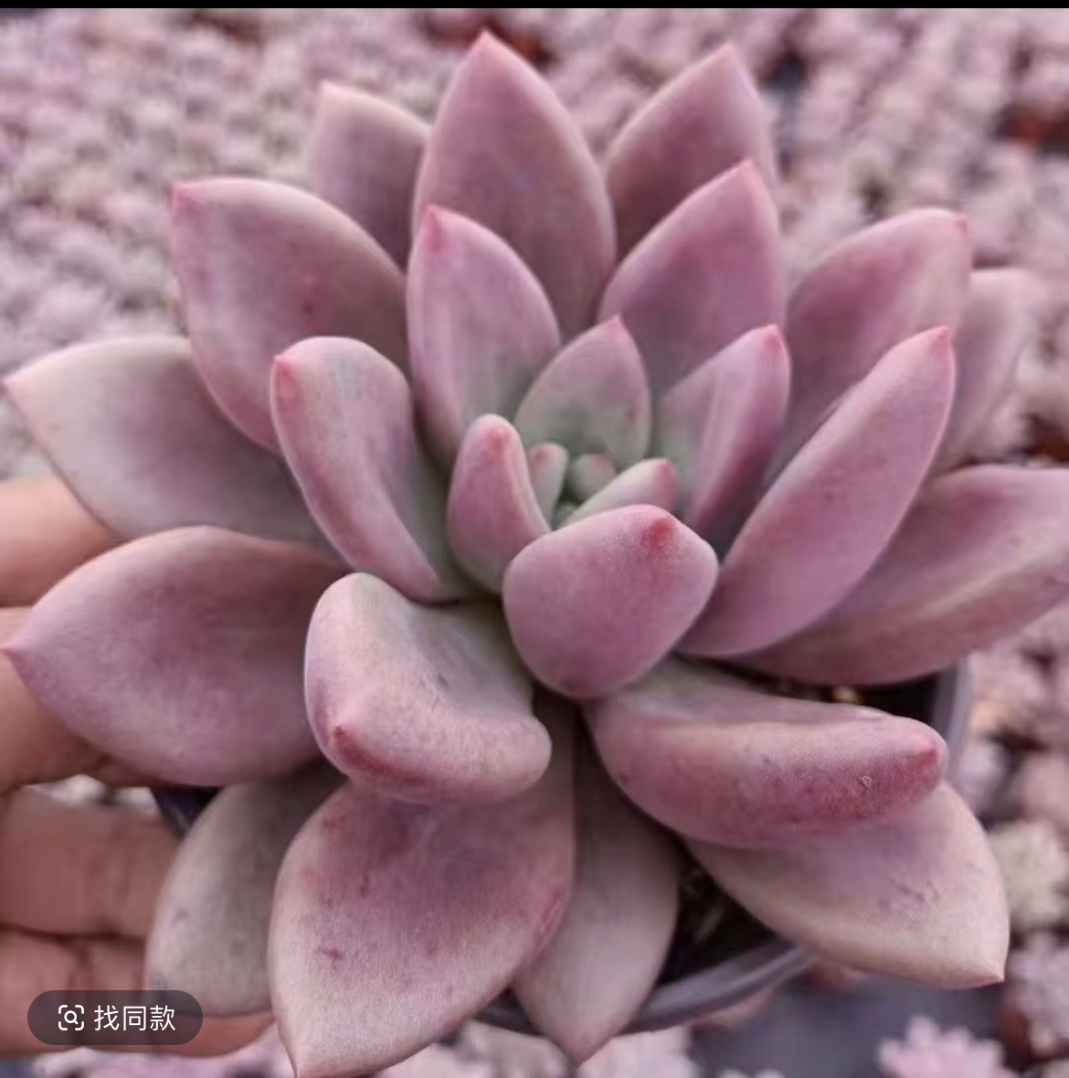 精品桃花源多肉新手好养