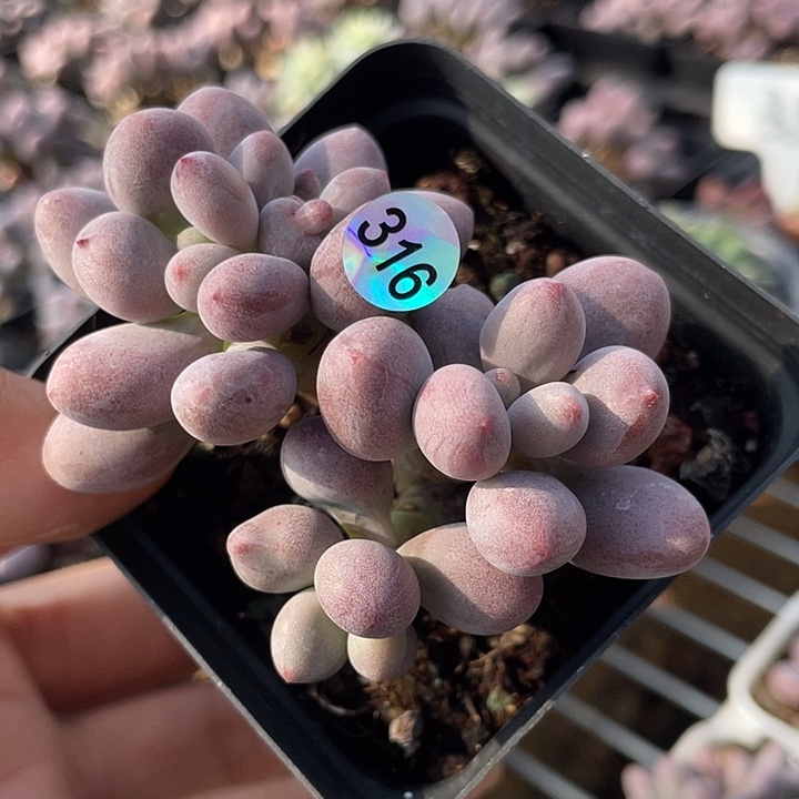 仙子奶酪多肉植物