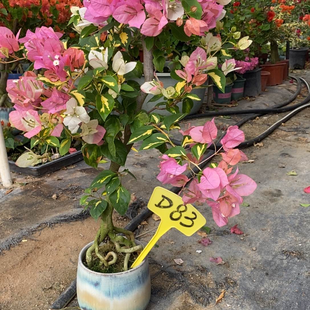 无花朵三角梅金心橙白D83