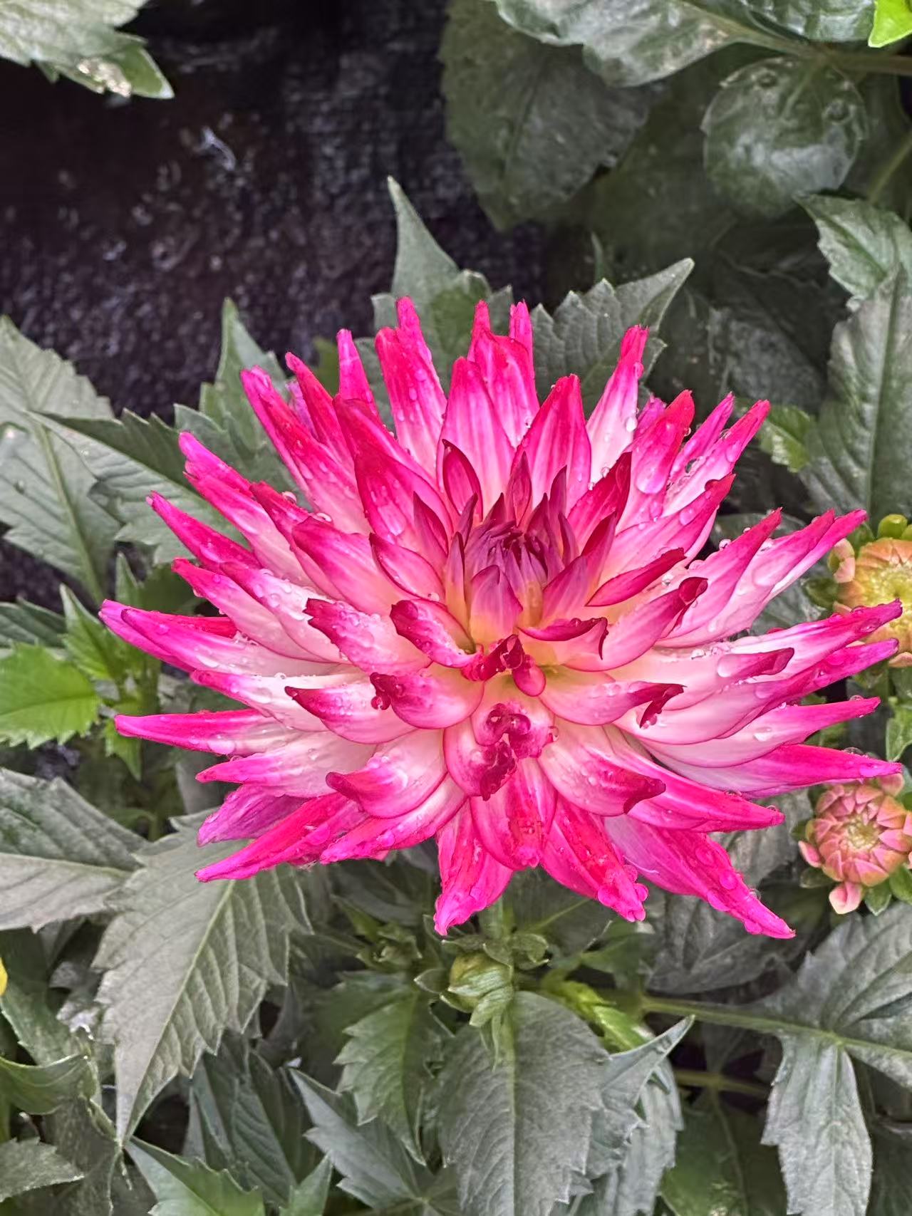 [植与你] 母本大花 小丽花 带花苞 原土原盆