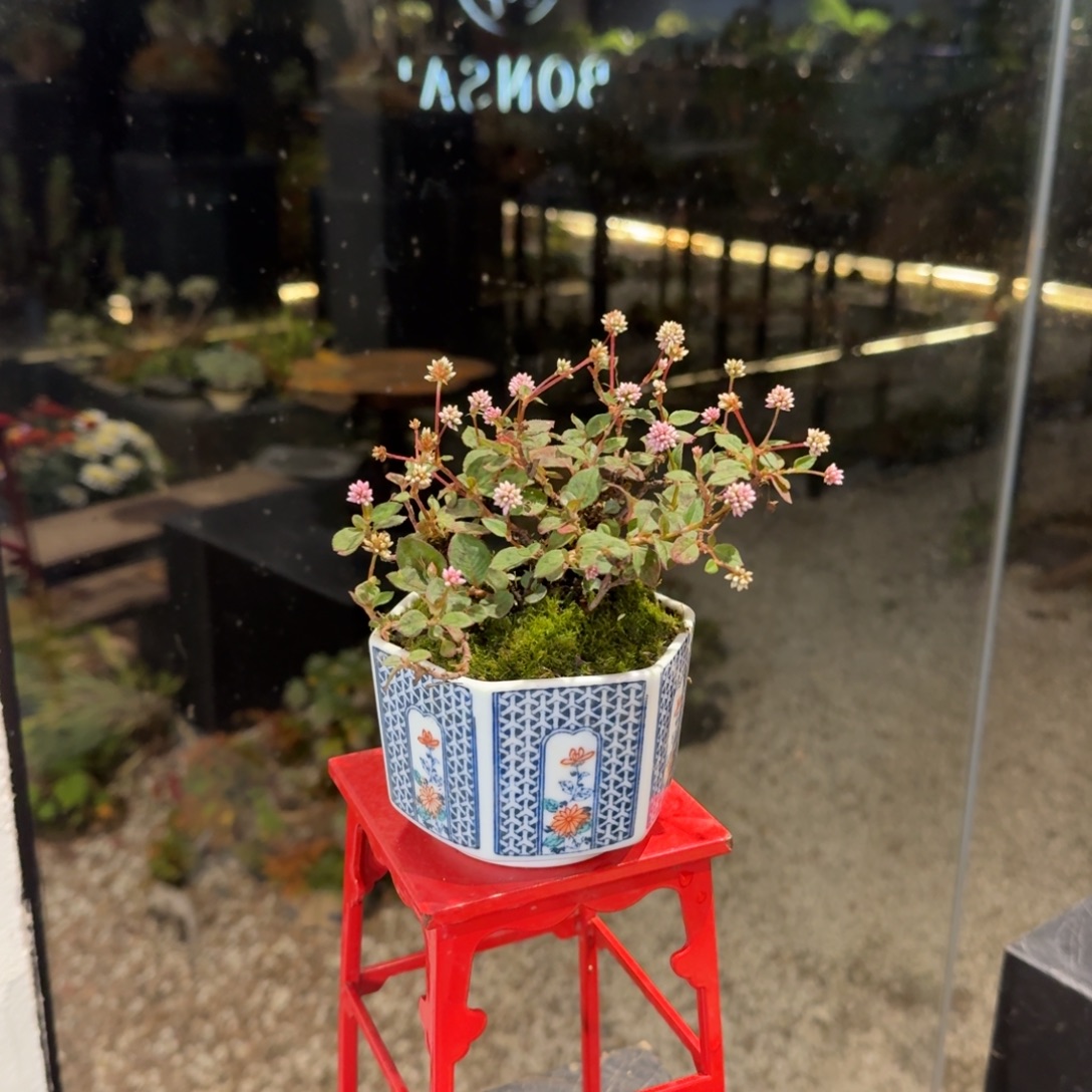 全部花朵山野草日本盆器