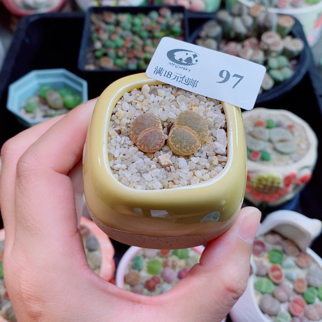 生石花花花花花花97