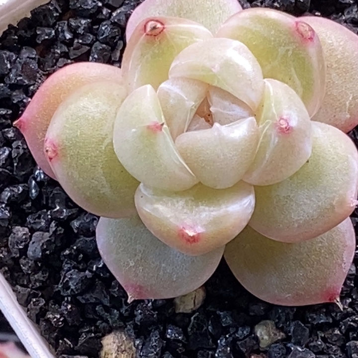 天官赐福百无禁忌