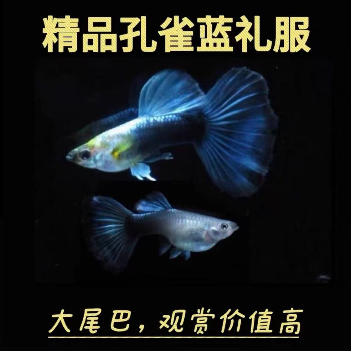德系蓝礼服孔雀鱼凤尾鱼精品小型热带观赏鱼好养耐活淡水鱼怀孕肚