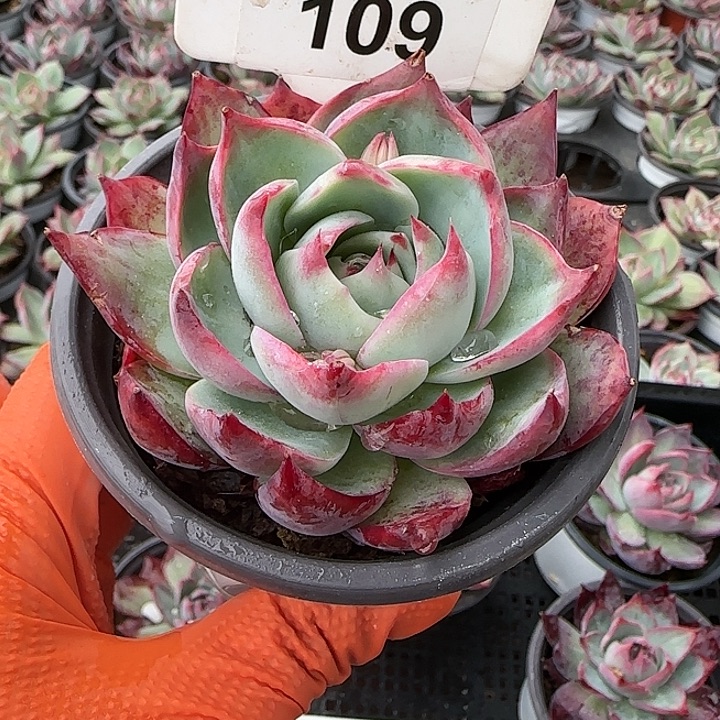 109 惊鸿仙子多肉植物6-9cm