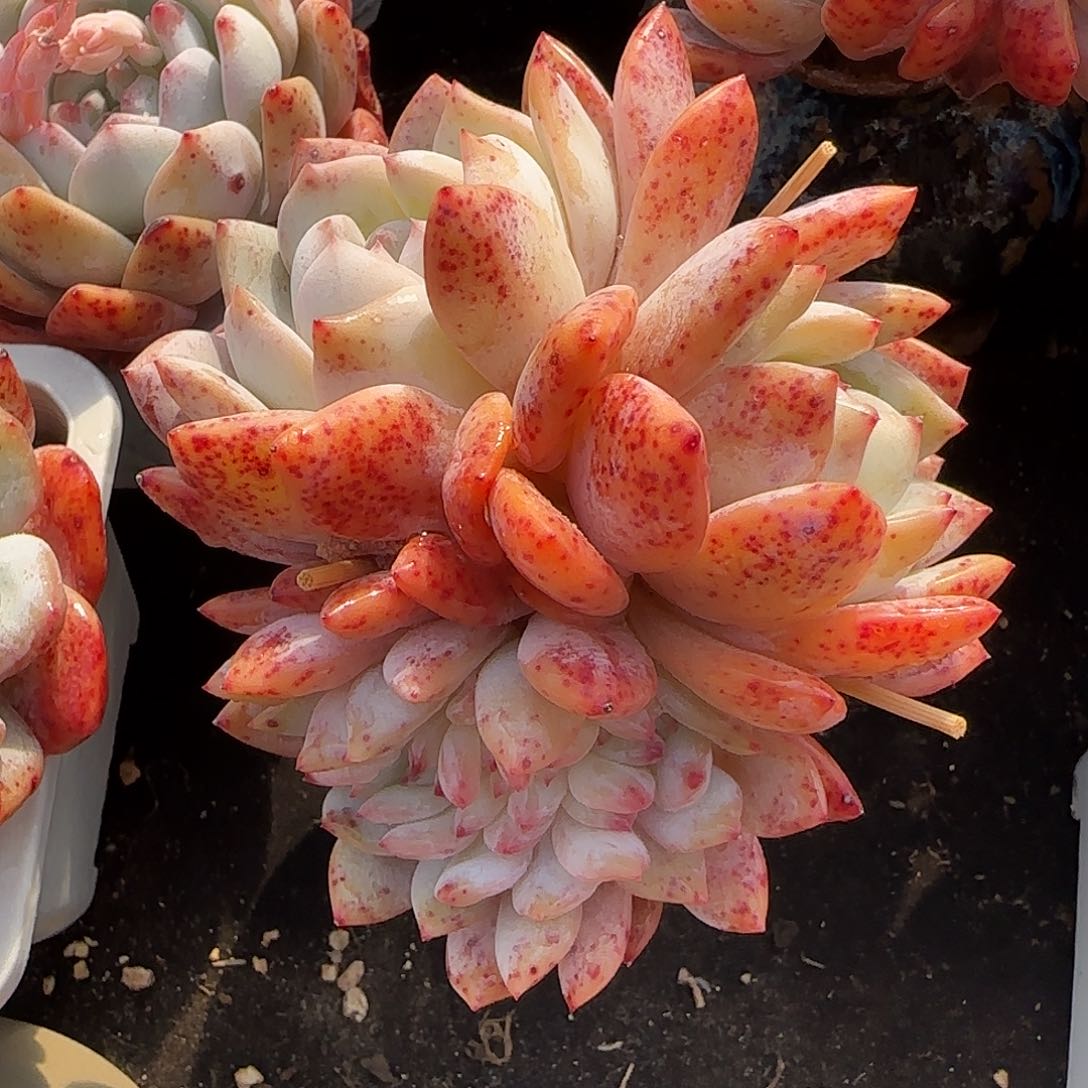 红血橙缀化一物一拍特价包邮