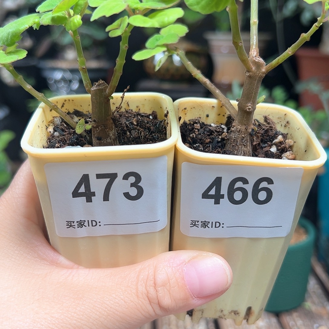 六***爱氏延命草带盆包邮2个