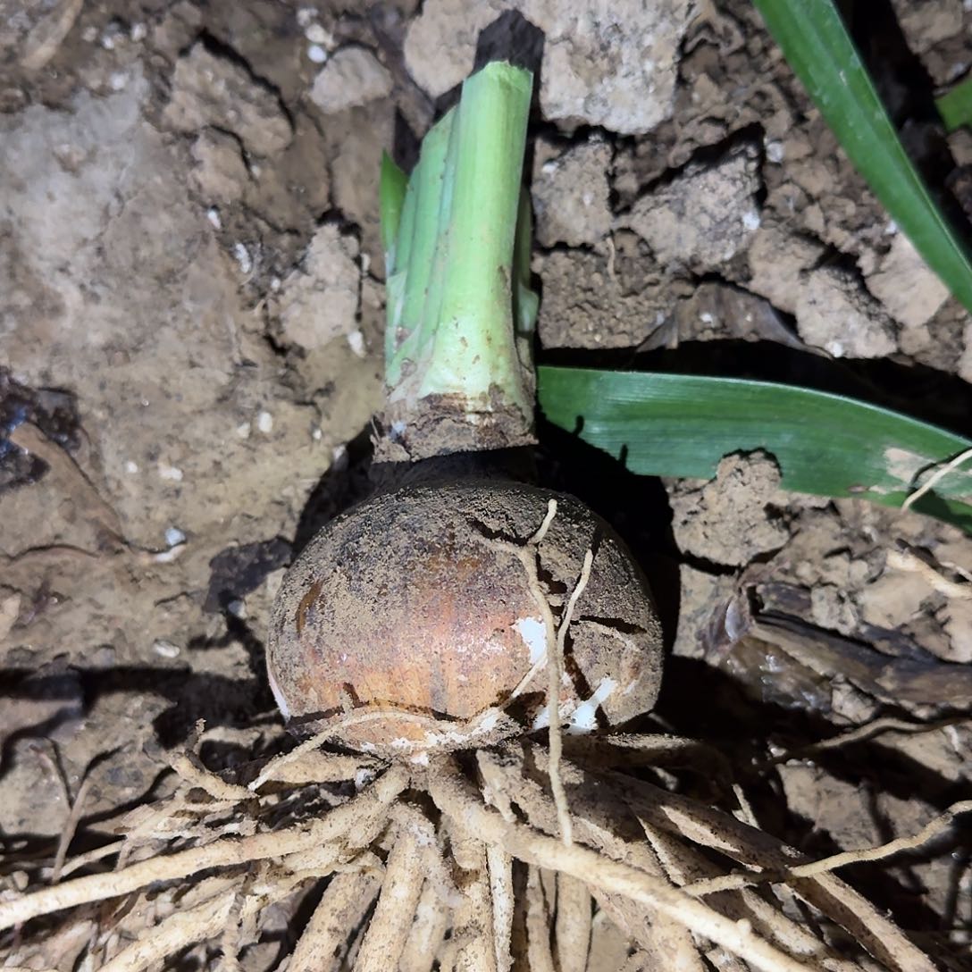 7811粉色交响曲专拍