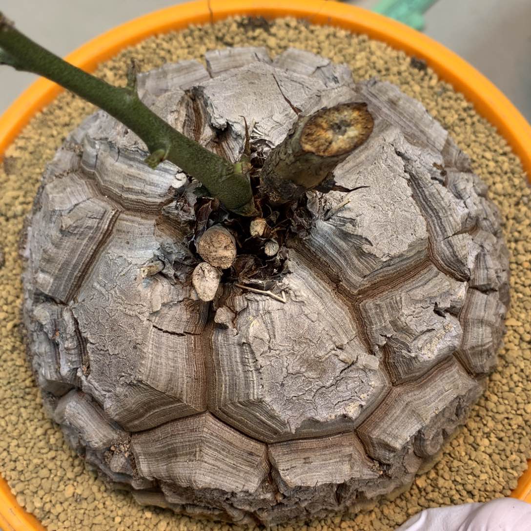       17号 实生龟甲龙12公分带盆土发货