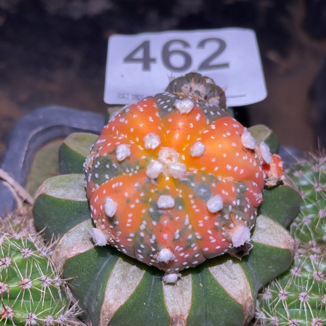 雪花兜锦462 仙人球