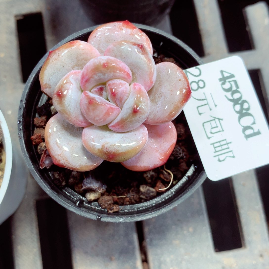 5厘米盆精控多肉4598