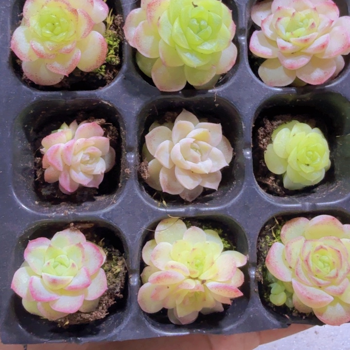 七彩麦秆九颗一组