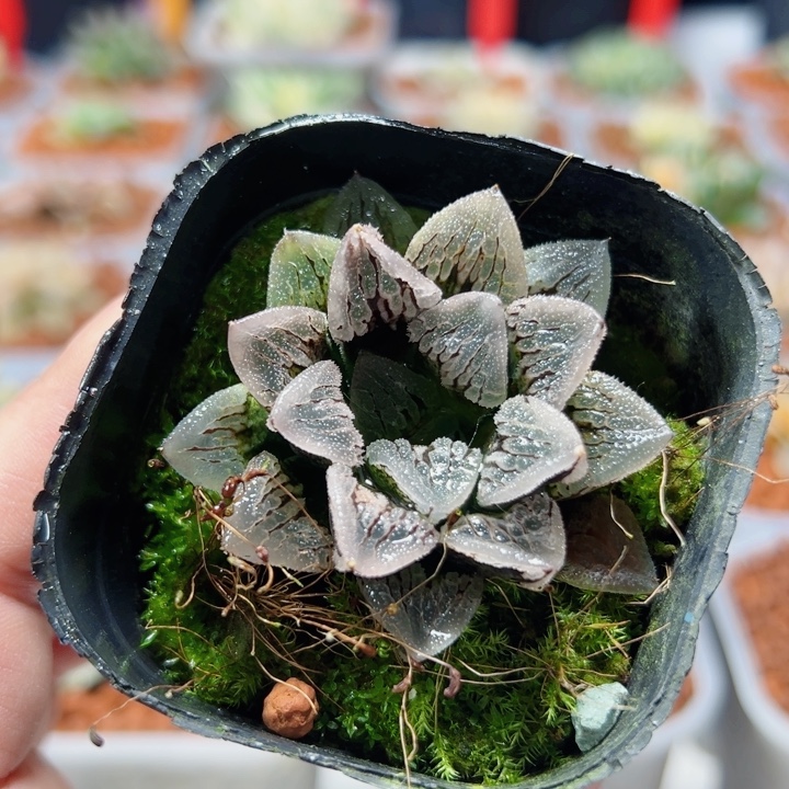 十二卷多肉冰上之舞