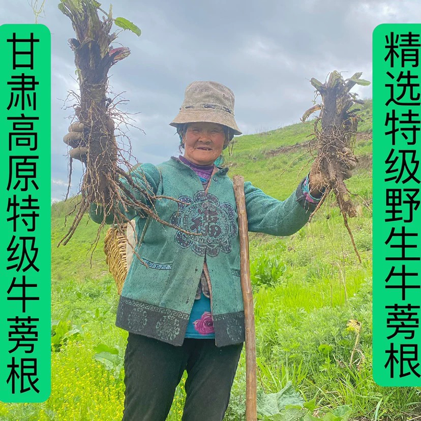 牛蒡高原深山采挖野生牛蒡自然晾晒