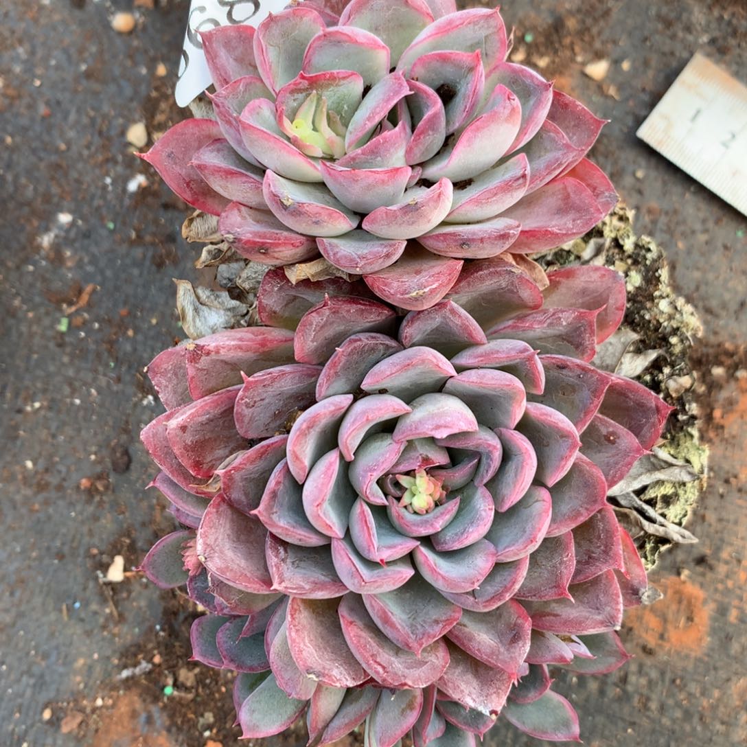 6680杂交精品基地13厘米