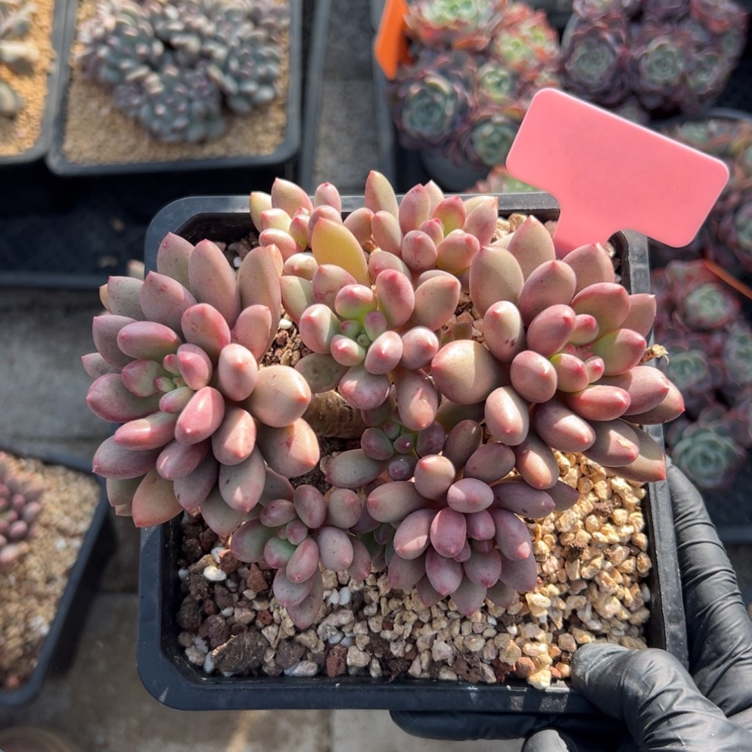 丽珠美人11111111111111