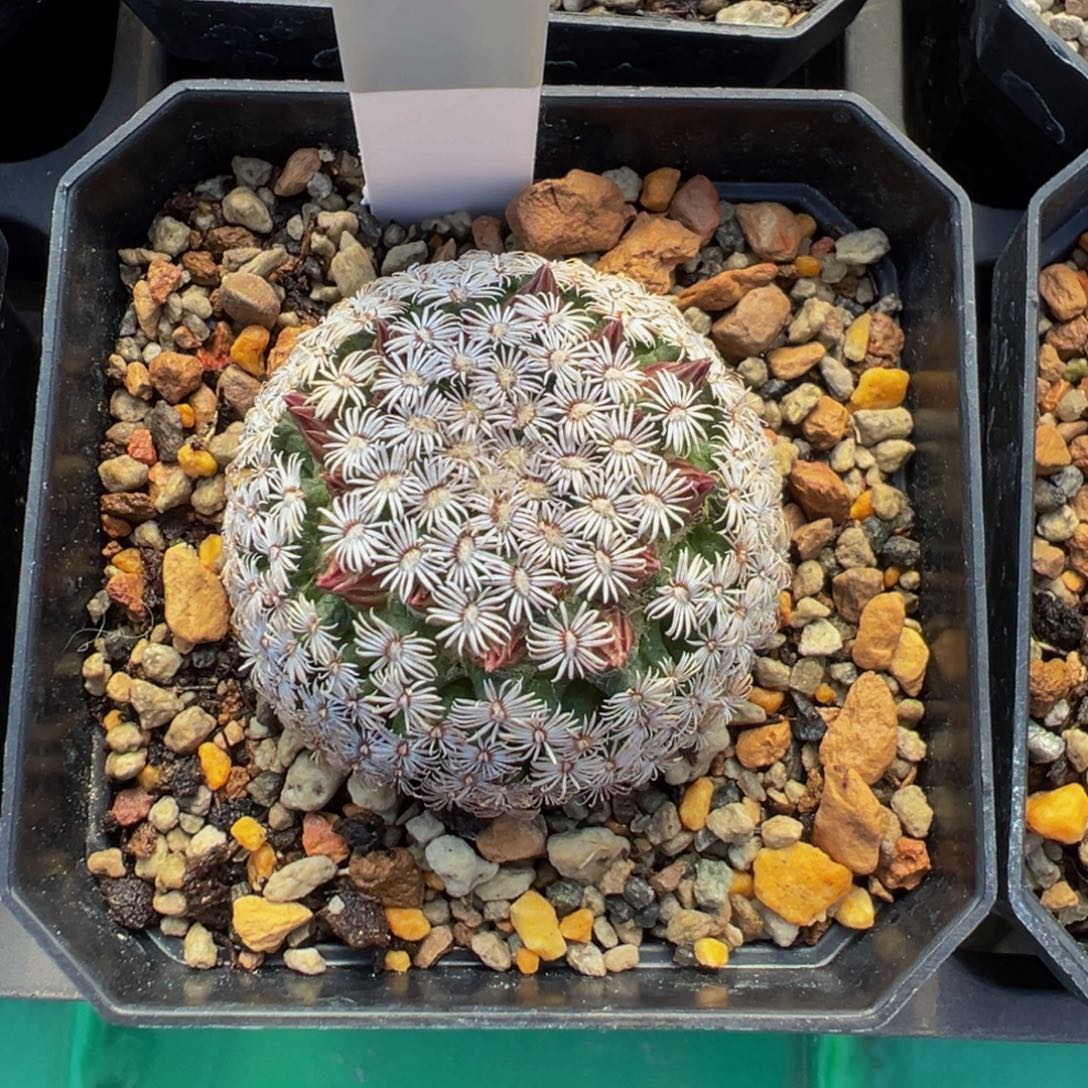 549实生根克氏丸多肉植物带盆土