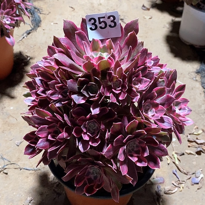 法师植物一物一拍123456