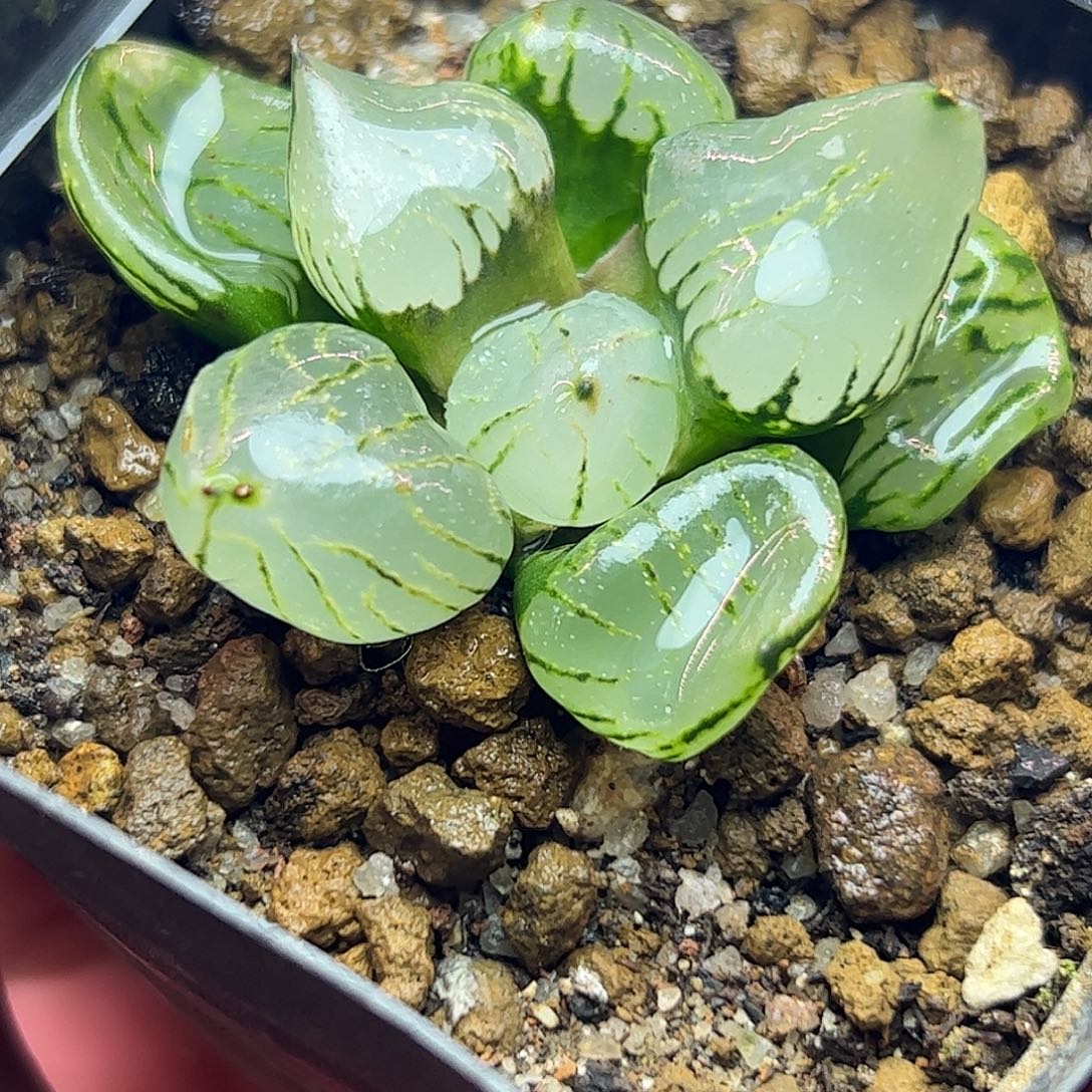魔晶球十二卷多肉植物园