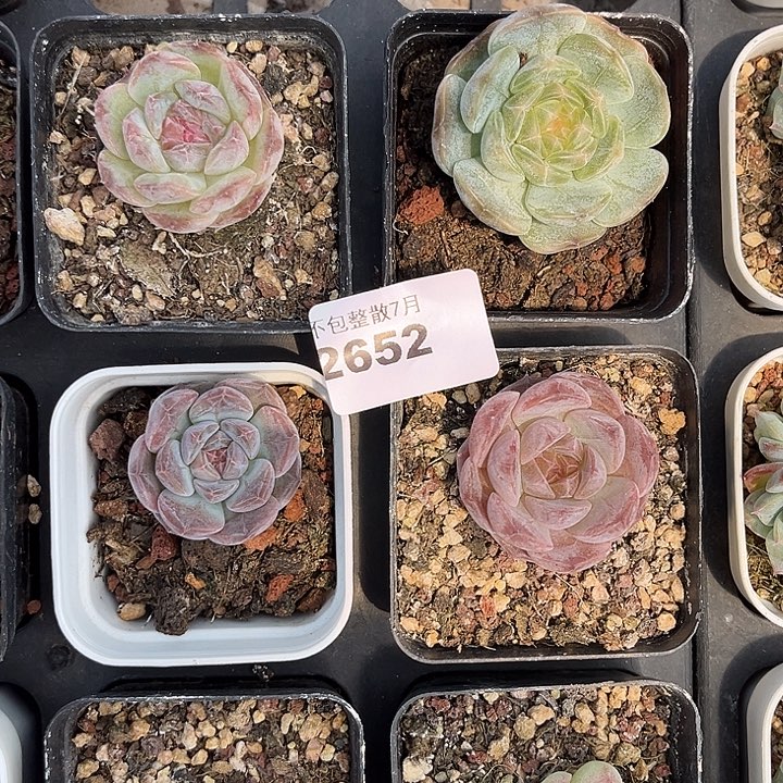 阿雅园艺。     2652