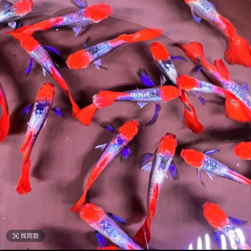 红头白金象耳孔雀鱼小型热带观赏鱼皮实好养可繁殖